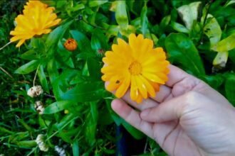 Ezt a virágot mindenki alábecsüli – pedig 6 hét alatt gyönyörű lesz a kerted!