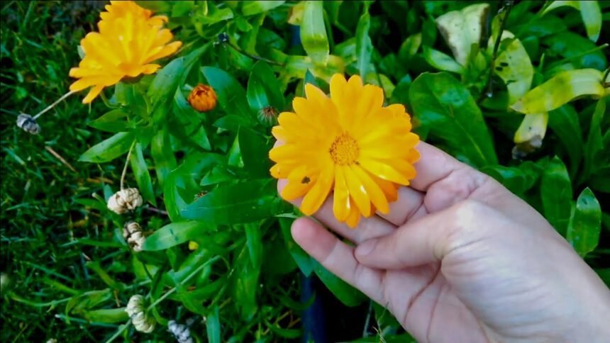 Ezt a virágot mindenki alábecsüli – pedig 6 hét alatt gyönyörű lesz a kerted!