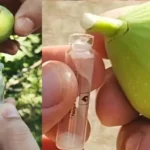 Falun ezért gyűjtik titokban a füge tejet, teljes mértékben elképedtünk, hogy mire használják