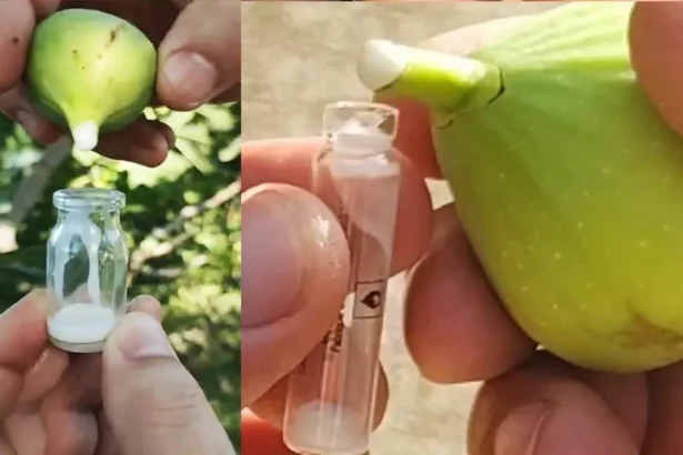 Falun ezért gyűjtik titokban a füge tejet, teljes mértékben elképedtünk, hogy mire használják