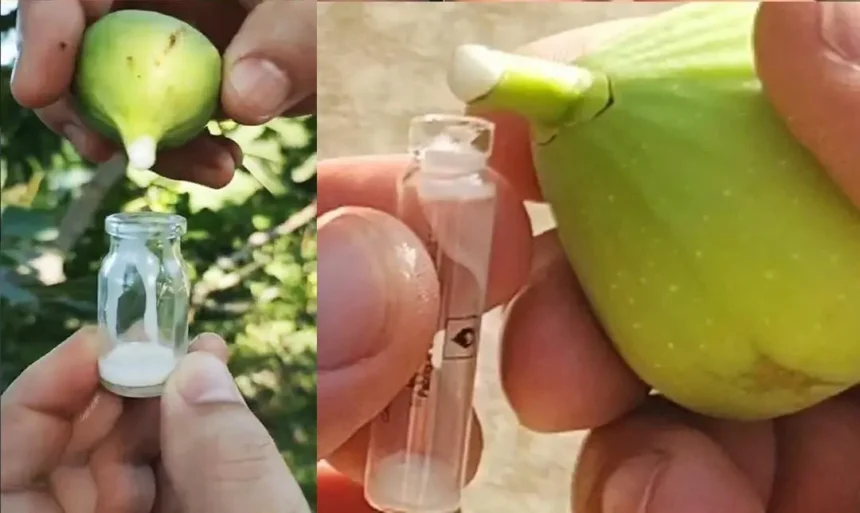 Falun ezért gyűjtik titokban a füge tejet, teljes mértékben elképedtünk, hogy mire használják