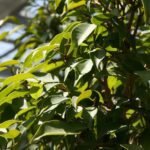 Sárgul a fikusz? Egyetlen mozdulat, és újra életre kelhet