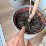 Ha ezt látod a növény földjén, azonnal lépj – komoly baj lehet, a földet most kell lecserélned