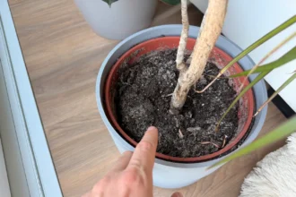 Ha ezt látod a növény földjén, azonnal lépj – komoly baj lehet, a földet most kell lecserélned