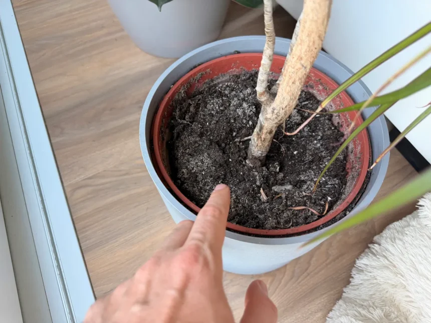 Ha ezt látod a növény földjén, azonnal lépj – komoly baj lehet, a földet most kell lecserélned