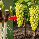 Ha ezt nem tudod, ne is kezdj szőlőt metszeni – súlyos hibák, amiket sokan elkövetnek