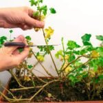 Így lesz tele virággal a muskátlid egészen októberig, csak ezt az egyszerű trükköt kell alkalmaznod!