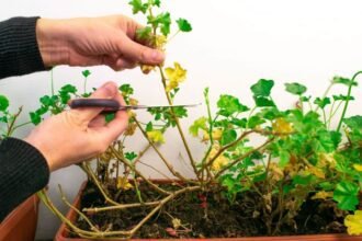 Így lesz tele virággal a muskátlid egészen októberig, csak ezt az egyszerű trükköt kell alkalmaznod!