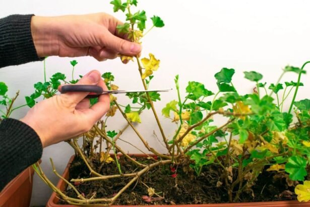 Így lesz tele virággal a muskátlid egészen októberig, csak ezt az egyszerű trükköt kell alkalmaznod!