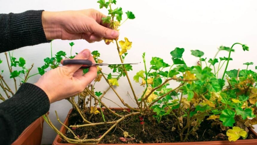 Így lesz tele virággal a muskátlid egészen októberig, csak ezt az egyszerű trükköt kell alkalmaznod!