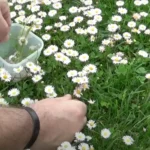 A kertész figyelmeztet: Ezért nem jelent jót, ha százszorszép nő a kertedben