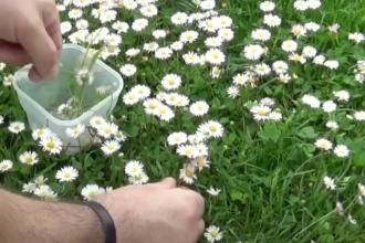 A kertész figyelmeztet: Ezért nem jelent jót, ha százszorszép nő a kertedben