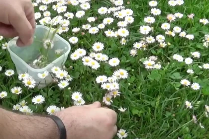 A kertész figyelmeztet: Ezért nem jelent jót, ha százszorszép nő a kertedben