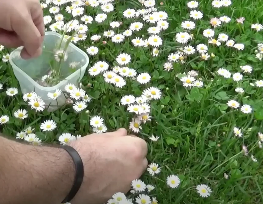 A kertész figyelmeztet: Ezért nem jelent jót, ha százszorszép nő a kertedben