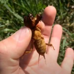 Ha ezt a jelet látod a kertben, azonnal cselekedned kell! A lótetű már ott van!