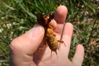 Ha ezt a jelet látod a kertben, azonnal cselekedned kell! A lótetű már ott van!