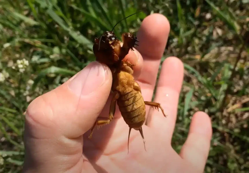Ha ezt a jelet látod a kertben, azonnal cselekedned kell! A lótetű már ott van!