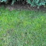 Most hétvégén végezd el ezt a kerti munkát, és gyönyörű lesz a gyep a kertedben