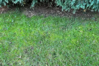 Most hétvégén végezd el ezt a kerti munkát, és gyönyörű lesz a gyep a kertedben