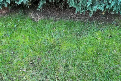 Most hétvégén végezd el ezt a kerti munkát, és gyönyörű lesz a gyep a kertedben