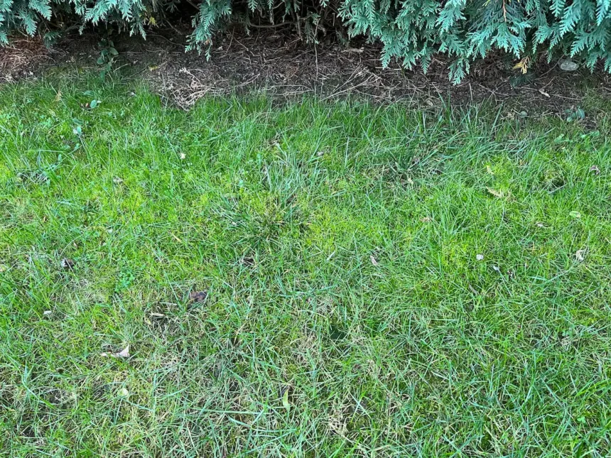 Most hétvégén végezd el ezt a kerti munkát, és gyönyörű lesz a gyep a kertedben