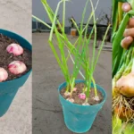 Ne dobd ki a csírázó hagymát – aranyat ér, amit a magyarok nem tudnak