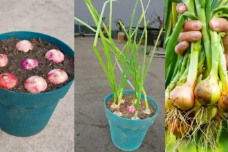 Ne dobd ki a csírázó hagymát – aranyat ér, amit a magyarok nem tudnak