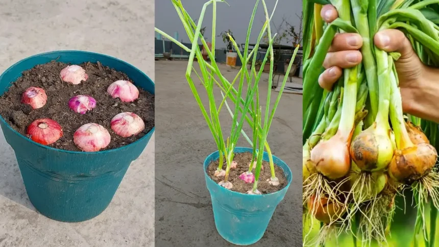 Ne dobd ki a csírázó hagymát – aranyat ér, amit a magyarok nem tudnak