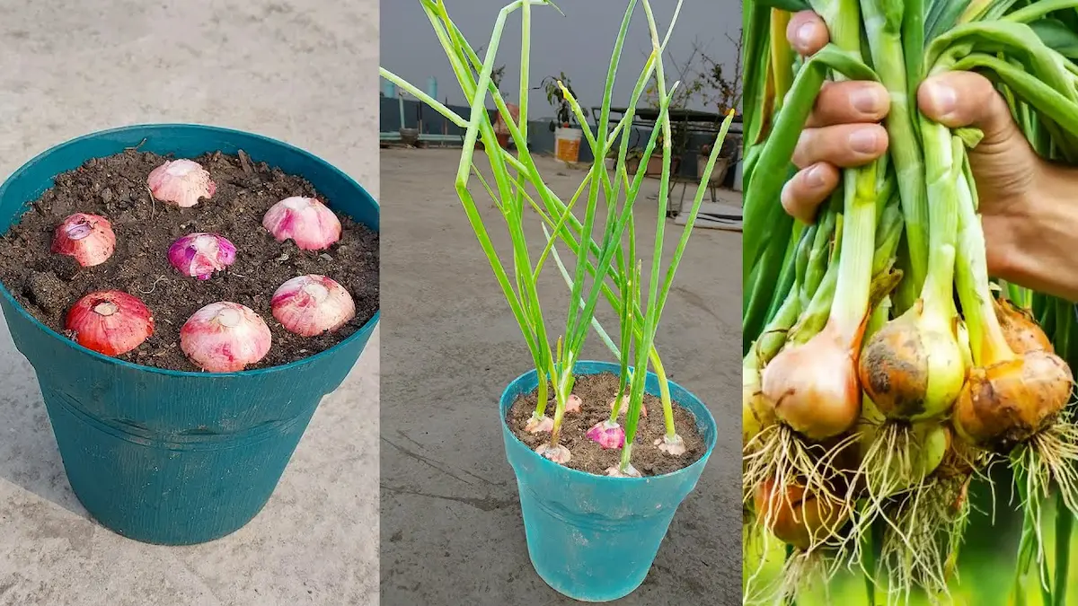 Ne dobd ki a csírázó hagymát – aranyat ér, amit a magyarok nem tudnak