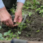 Rengeteg magyar ülteti ezt most a kertjében, Ön köztük van?
