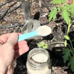 Tavaly ezt a műtrágyát tettem a paradicsom bokor tövére, pár nap múlva csoda történt