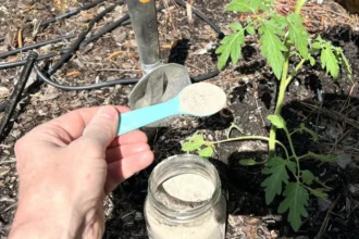 Tavaly ezt a műtrágyát tettem a paradicsom bokor tövére, pár nap múlva csoda történt