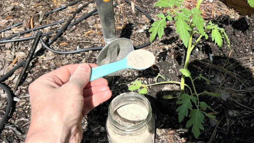 Tavaly ezt a műtrágyát tettem a paradicsom bokor tövére, pár nap múlva csoda történt
