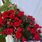 Toronymagasan a legjobb trágya a muskátlinak, a magyarok mégsem használják