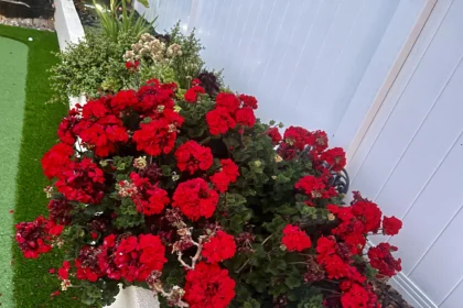 Toronymagasan a legjobb trágya a muskátlinak, a magyarok mégsem használják