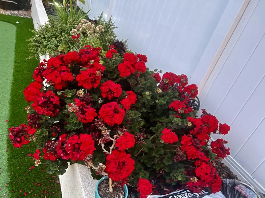 Toronymagasan a legjobb trágya a muskátlinak, a magyarok mégsem használják