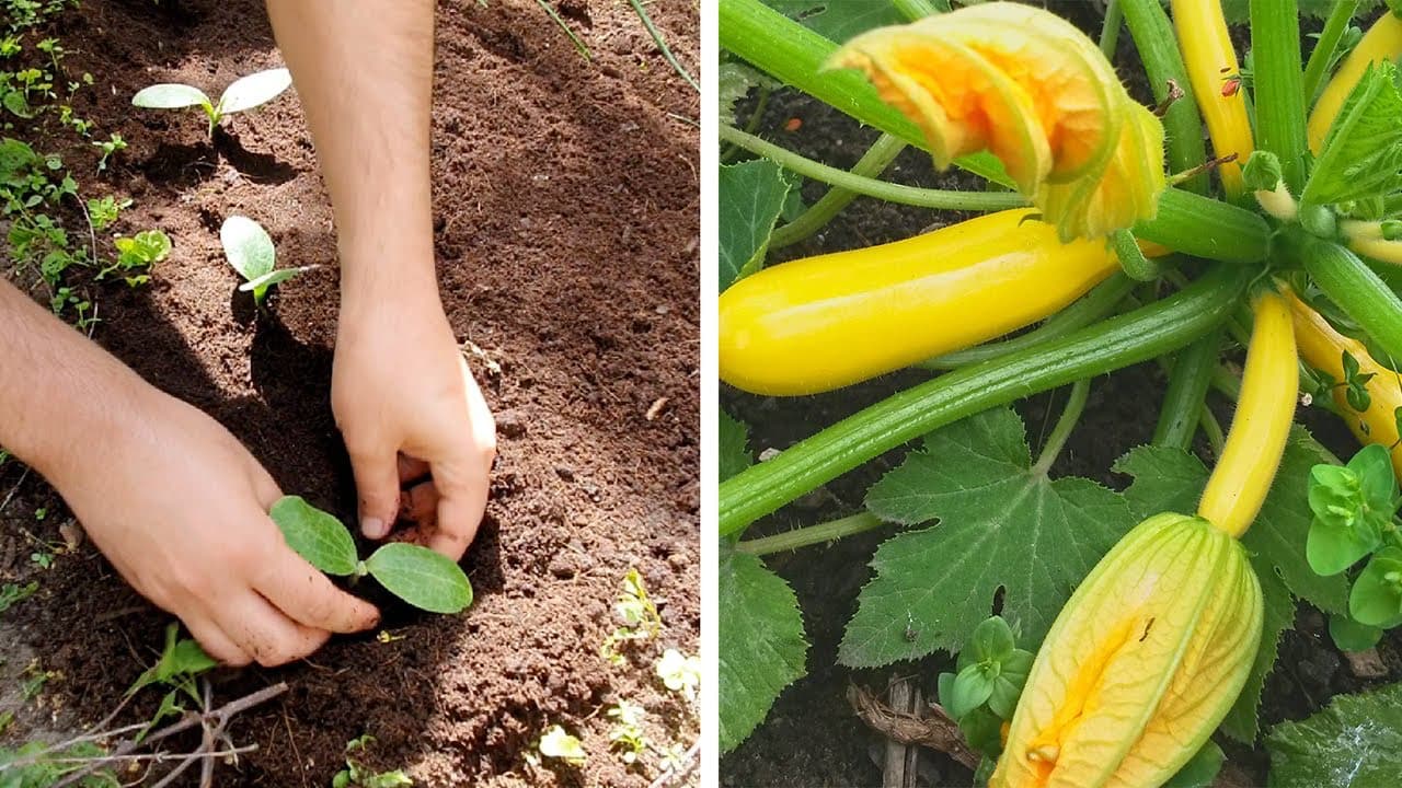 Toronymagasan ez a legjobb trágya a cukkini számára, volt olyan, akinél dupla akkorára nőtt tőle