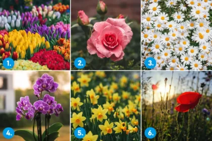 Válassz egy virágot, és derítsd ki, mit árul el rólad