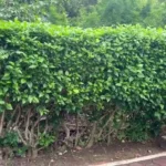 Prunus sect. Laurocerasus