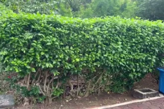 Prunus sect. Laurocerasus