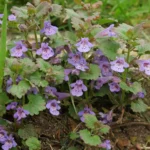 A legtöbb magyar ember kiírtja, pedig aranyat ér: ezért ne irtsd ki a földi borostyánt a kertedből