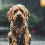 Brutális fordulat az időjárásban: hidegfront csap le, jönnek a záporok és még mínusz is lehet!