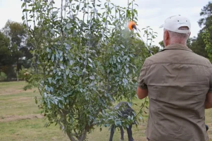 A kertészmérnök elárulta: Ezekkel permetezzük a gyümölcsfákat