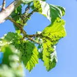 Sírva menekülnek a levéltetvek ettől a filléres főzettől, mégse nagyon használja senki