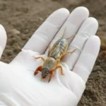 Egyre több magyar használja: Ez a legjobb lótetű ellen házilag