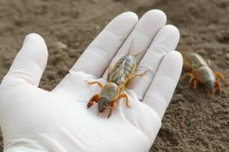 Egyre több magyar használja: Ez a legjobb lótetű ellen házilag