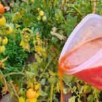 paradicsom csodaszer