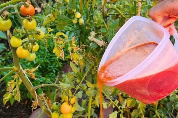 paradicsom csodaszer