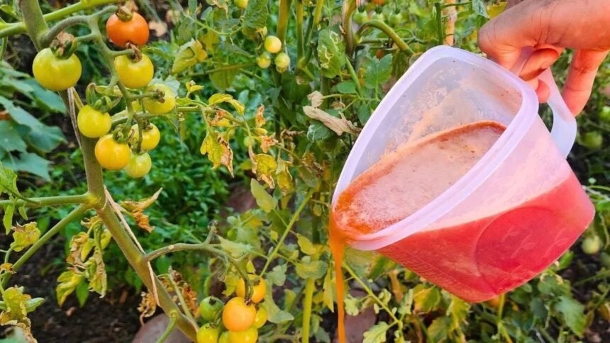 paradicsom csodaszer