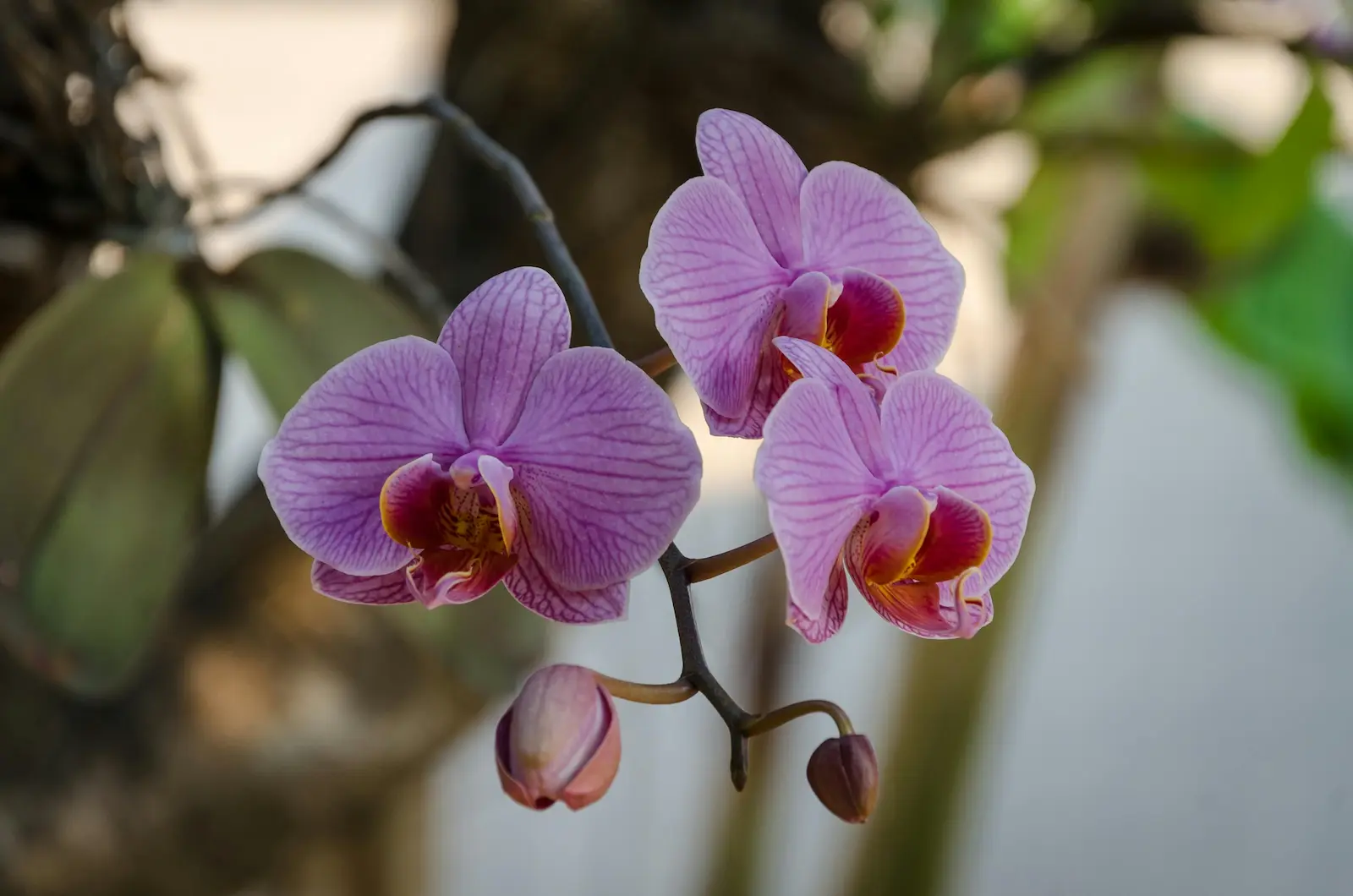 Egy apró trükk, és virágba borul az orchidea – kevesen ismerik ezt a módszert